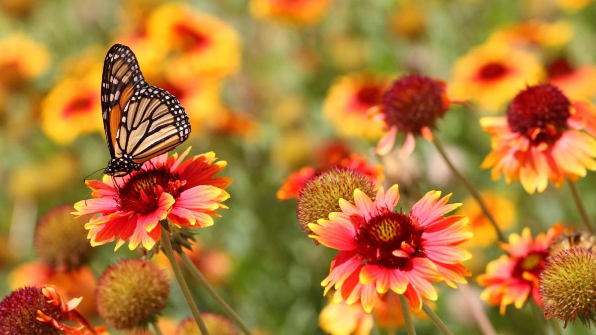 butterfly on sundance flowers