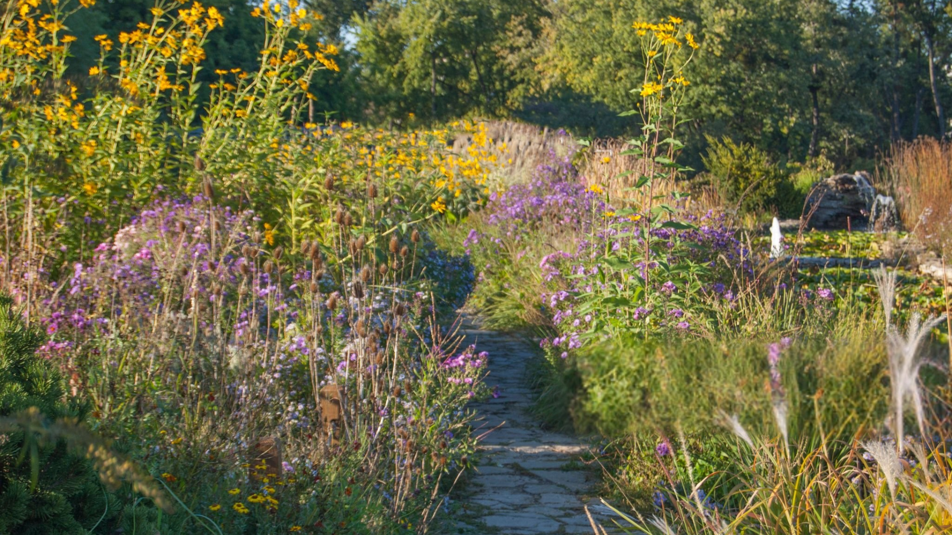 a vibrant and diverse native pollinator garden