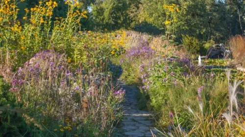 a vibrant and diverse native pollinator garden