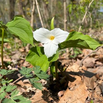 Close-up of Large Flowered Trillium