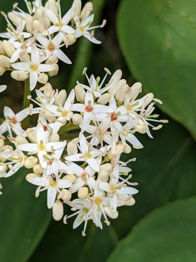 Close-up of Silky Dogwood