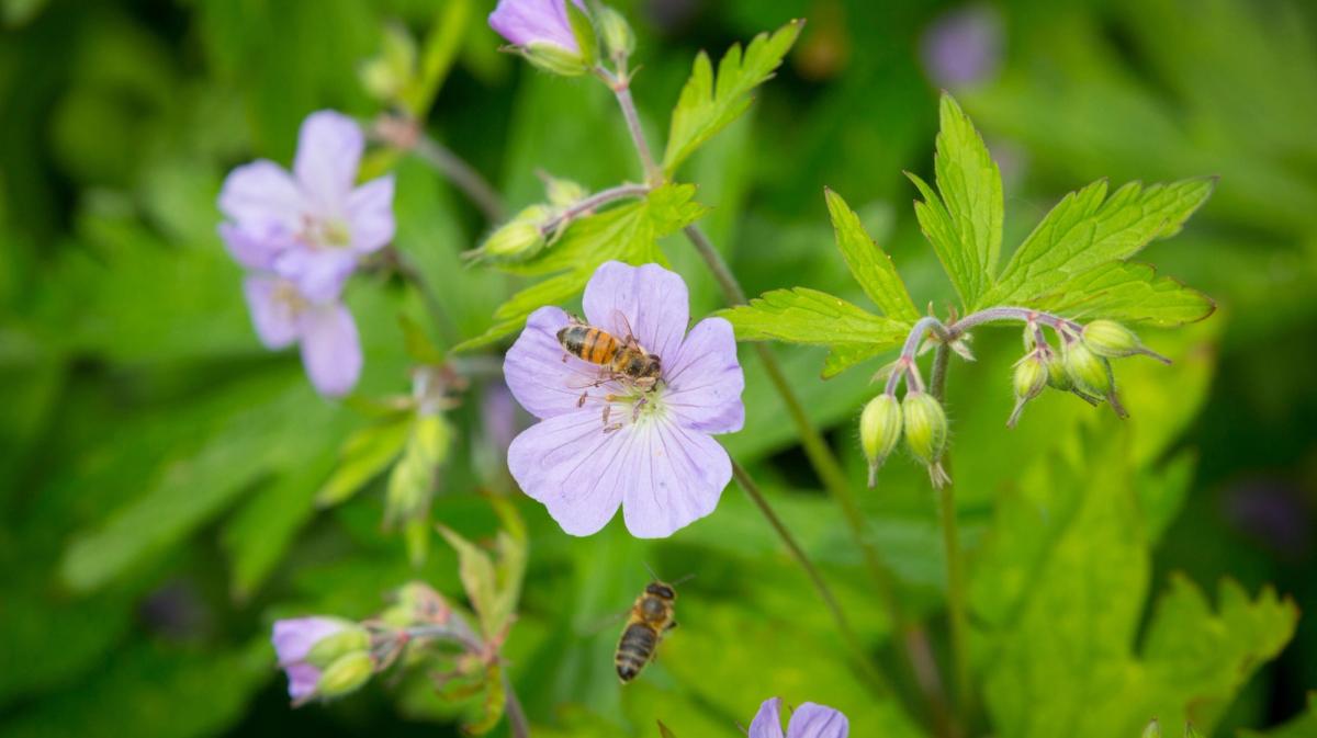 Bees on Wild Geranium flowers