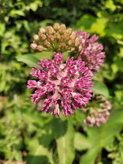 Close-up of Purple Milkweed
