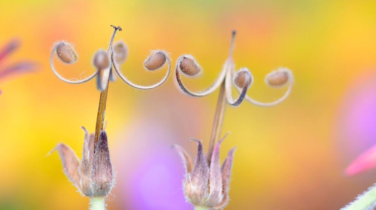 Wild Geranium Seeds