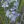 Close-up of Sky Blue Aster