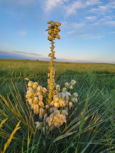 Close-up of Soapweed Yucca