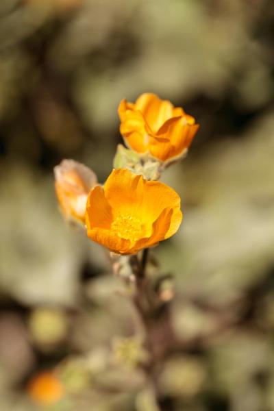 Close-up of Palmer's Indian Mallow