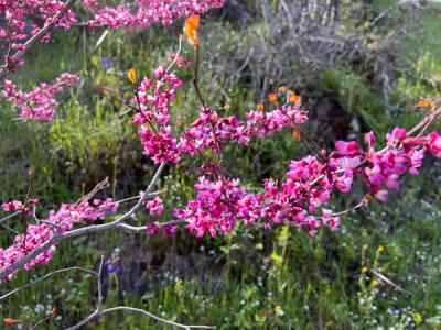 Close-up of Western Redbud