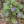 Close-up of Common Blue Violet