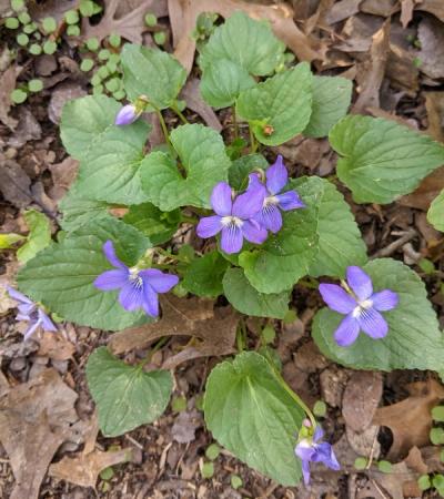 Close-up of Common Blue Violet