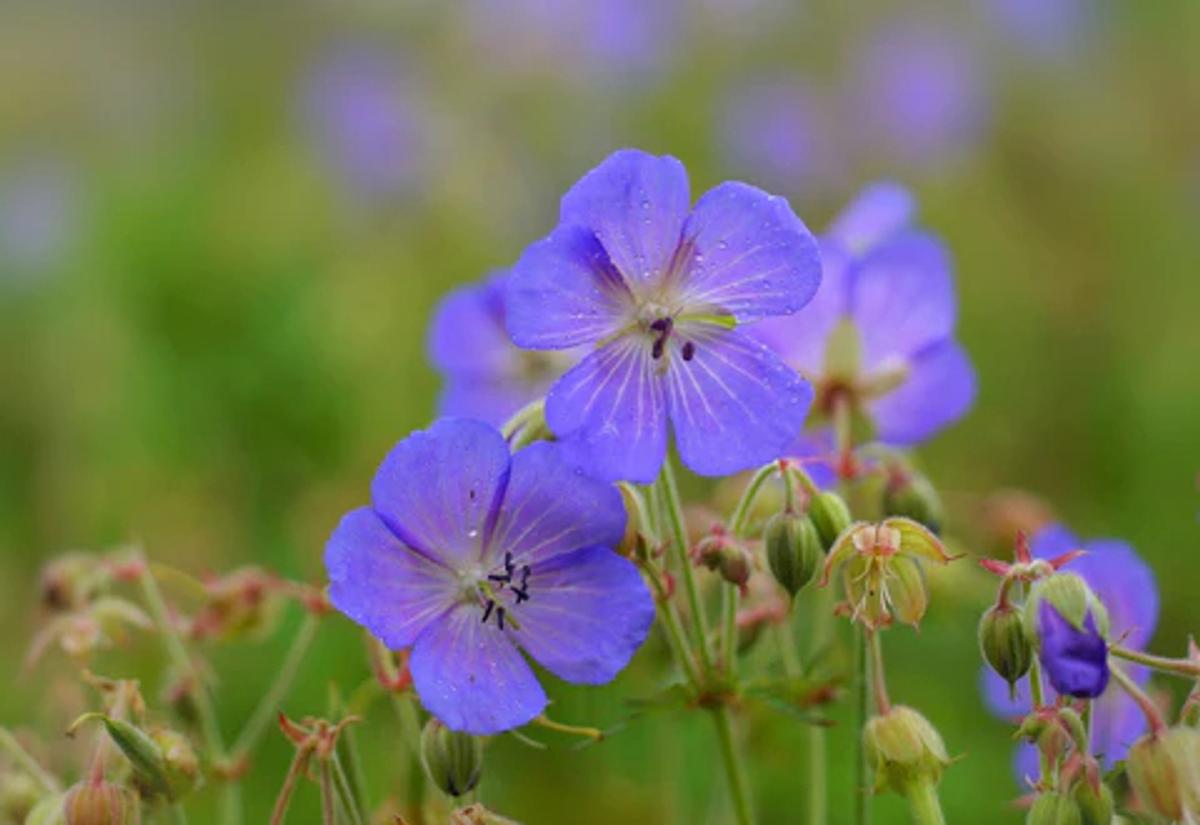 lavender wild geranium flowers