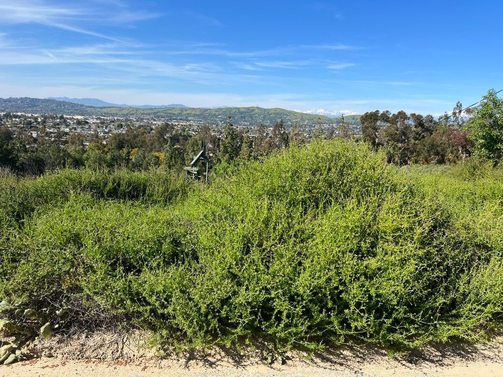 California buckwheat growing on a sunny slope