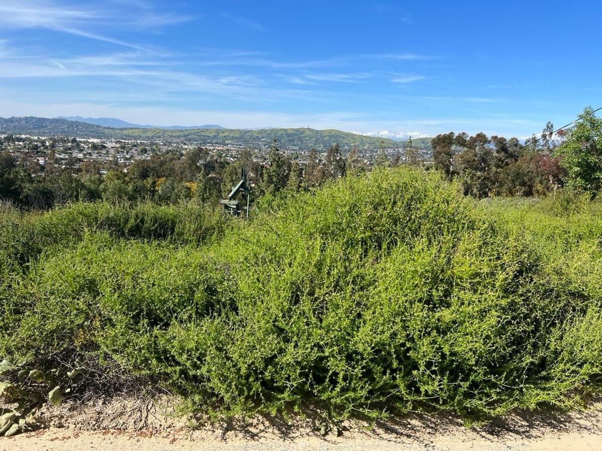 California buckwheat growing on a sunny slope