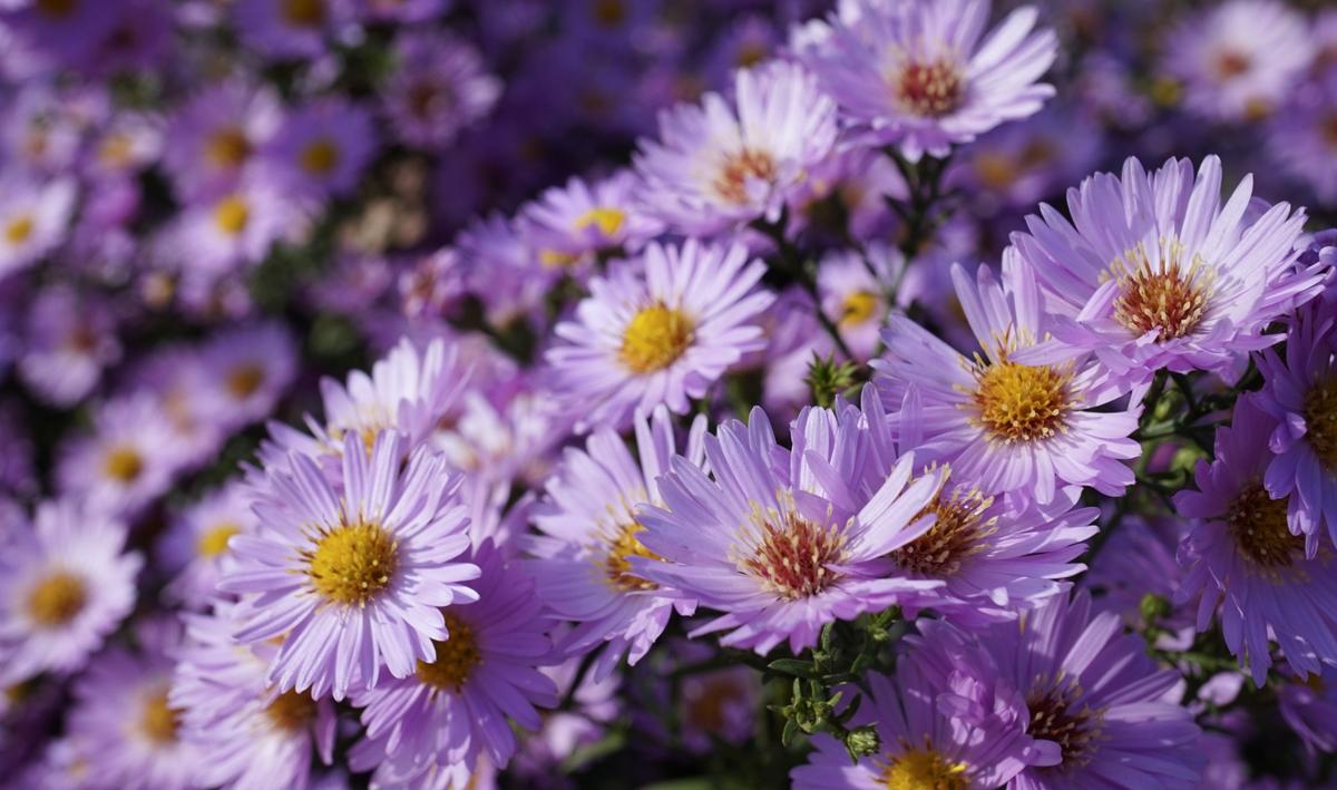 Smooth aster flowers