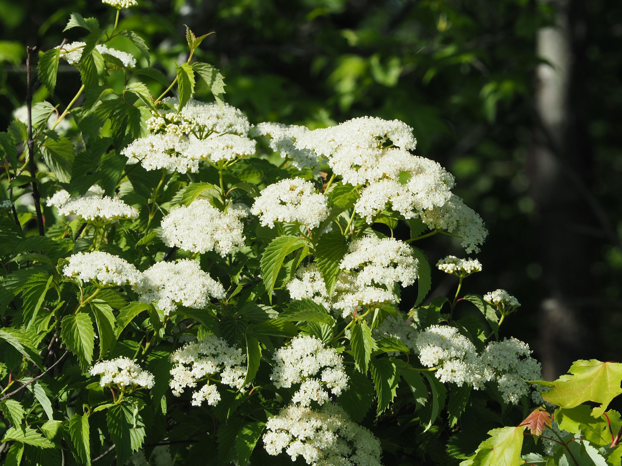 Close-up of Arrowwood Viburnum