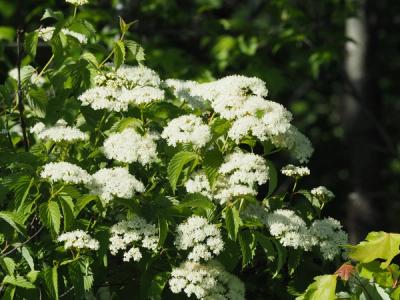 Close-up of Arrowwood Viburnum