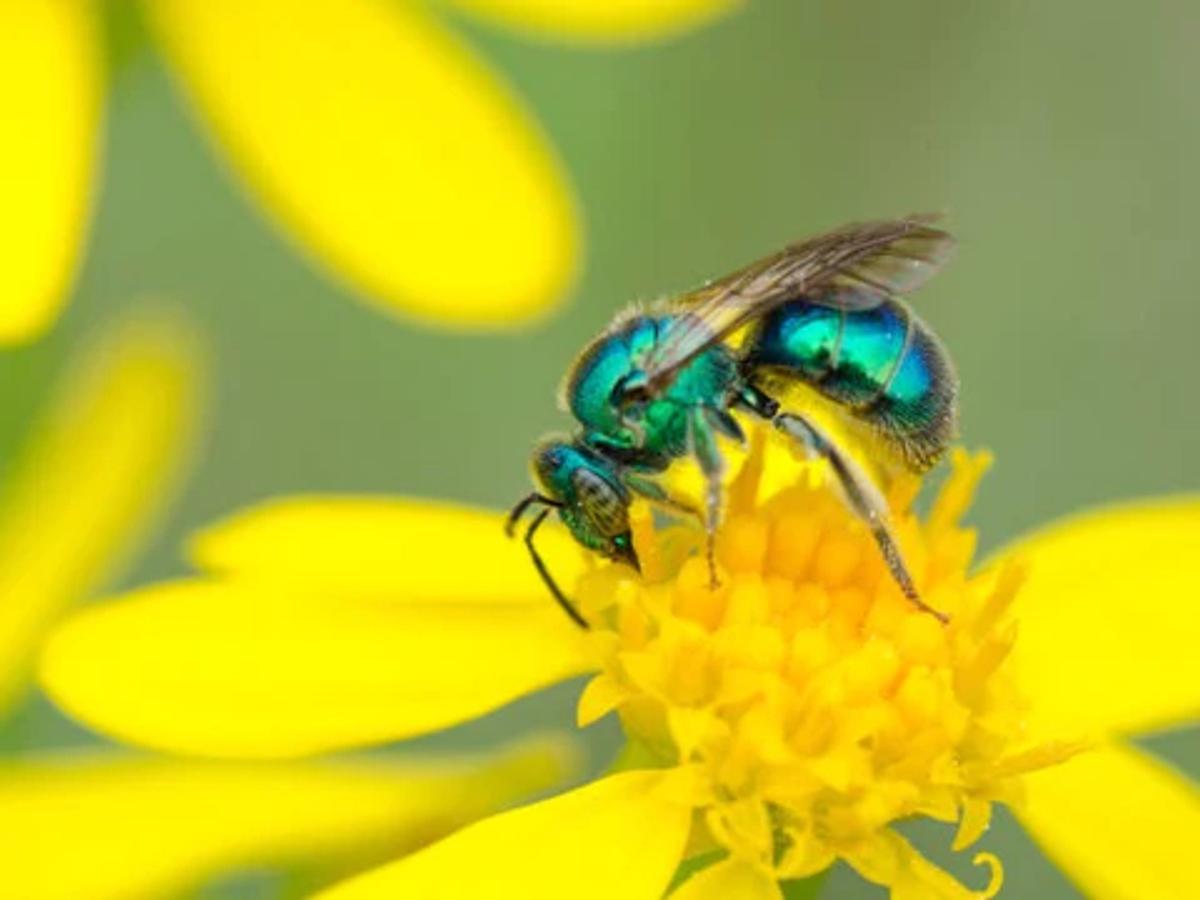a metallic green sweat bee on a yellow flower