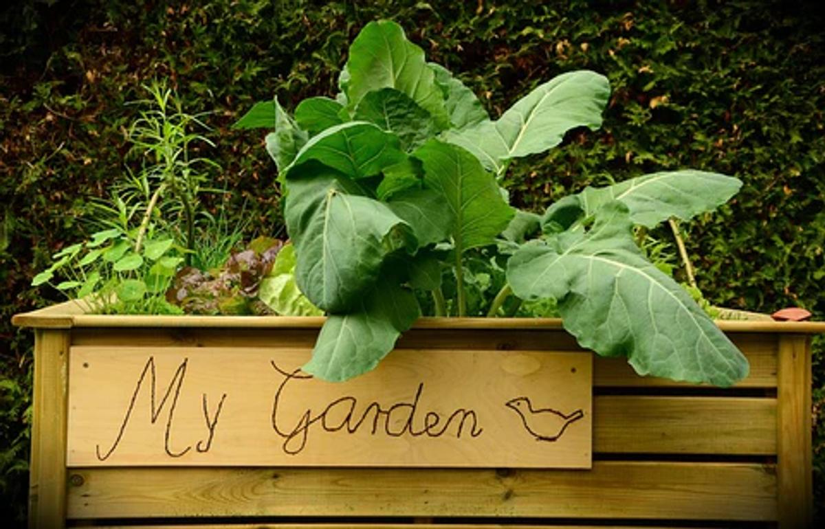 a raised garden bed with a plant and a sign that reads 'my garden'