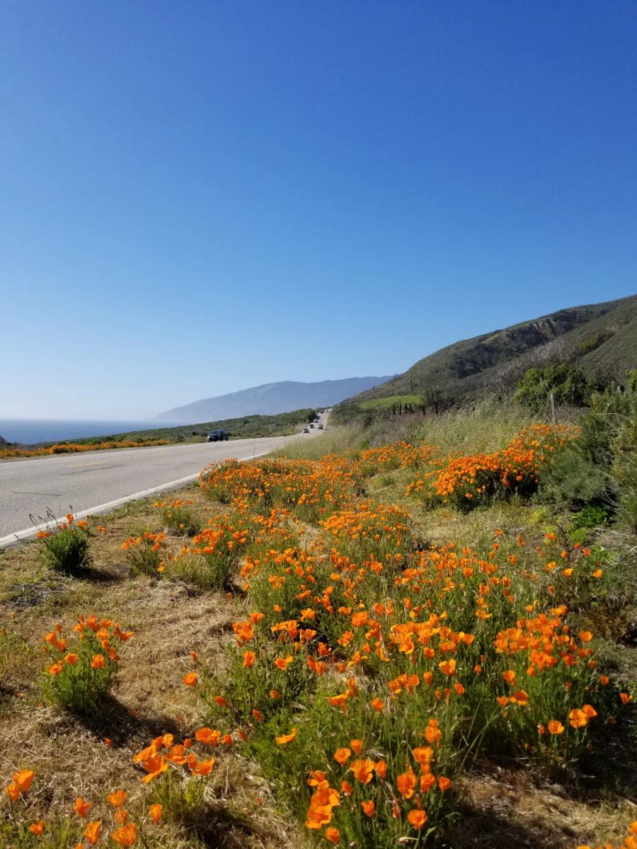 Orange California poppies, a drought tolerant California native wildflower, blooming along the coast highway
