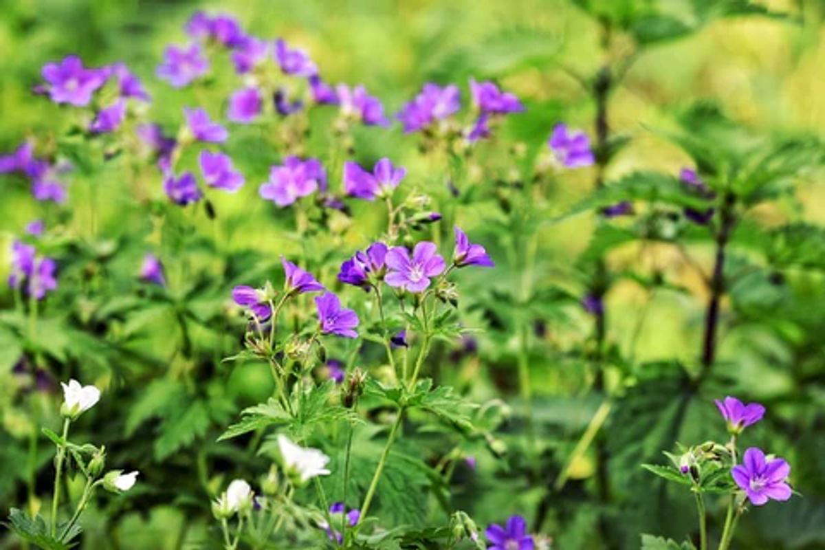 Purple wild geranium flowers