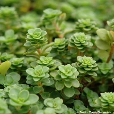 Close-up of Larinem Park Woodland Stonecrop