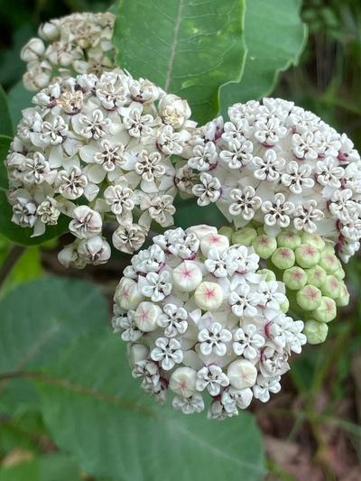 Close-up of Redring Milkweed