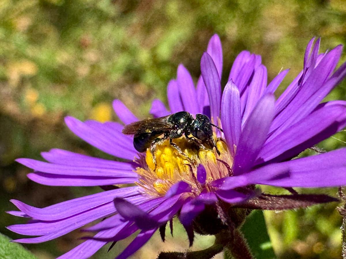 a small black carpenter bee visiting a purple aster
