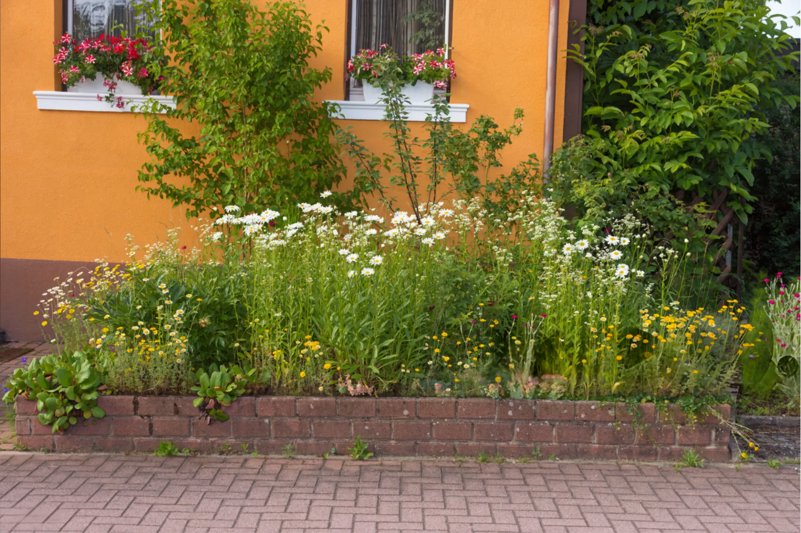 Colorful Texas native plants and grasses growing in a sunny residential garden.