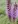 Close-up of Prairie Blazing Star