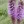 Close-up of Prairie Blazing Star