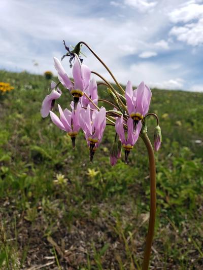 Close-up of Midland Shooting Star