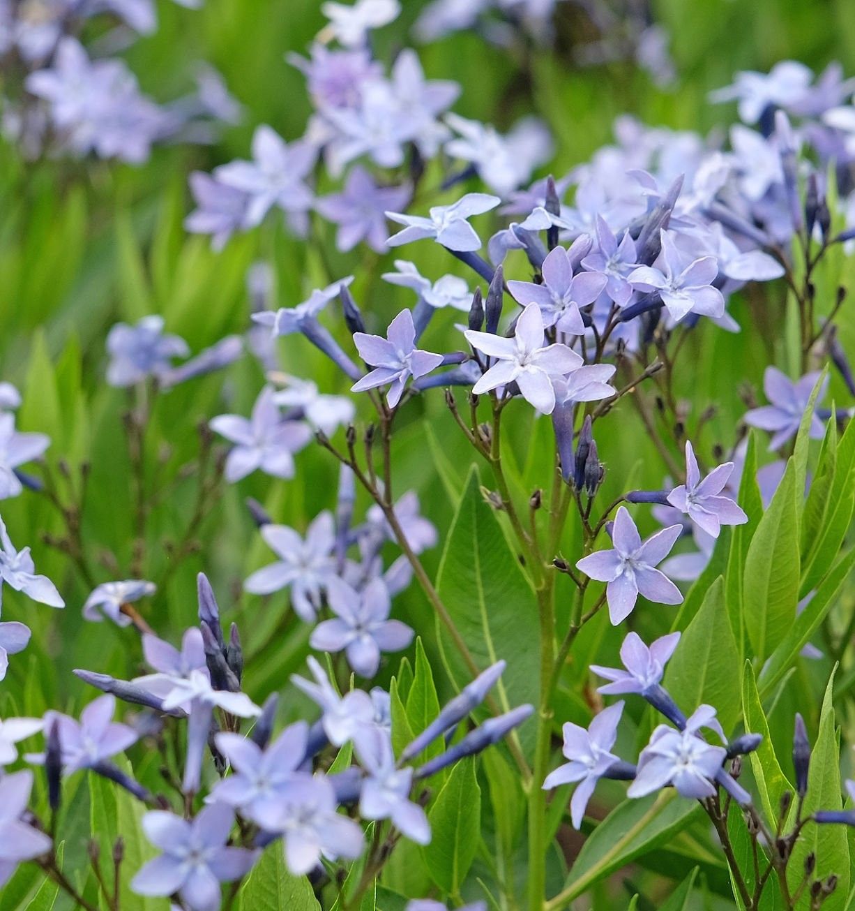 Close-up of Bluestar ‘Blue Ice’