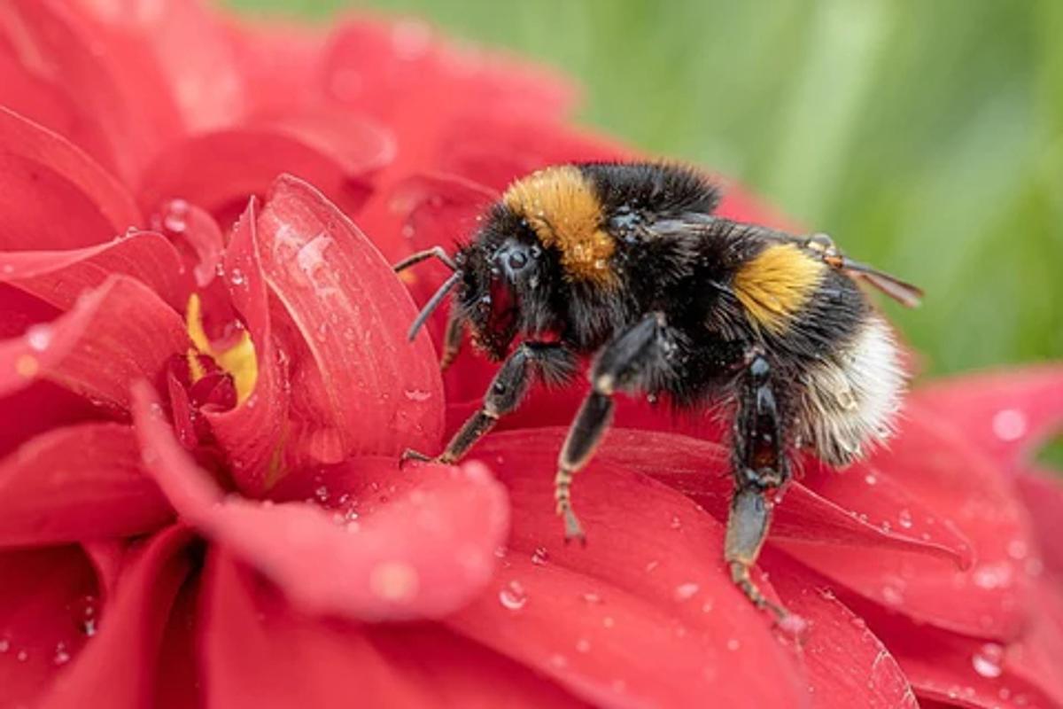 buff-tailed bumblebee on pink flower