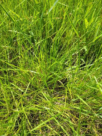 Close-up of Field Oval Sedge