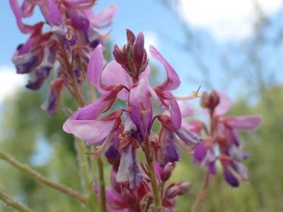 Close-up of Showy Tick Trefoil
