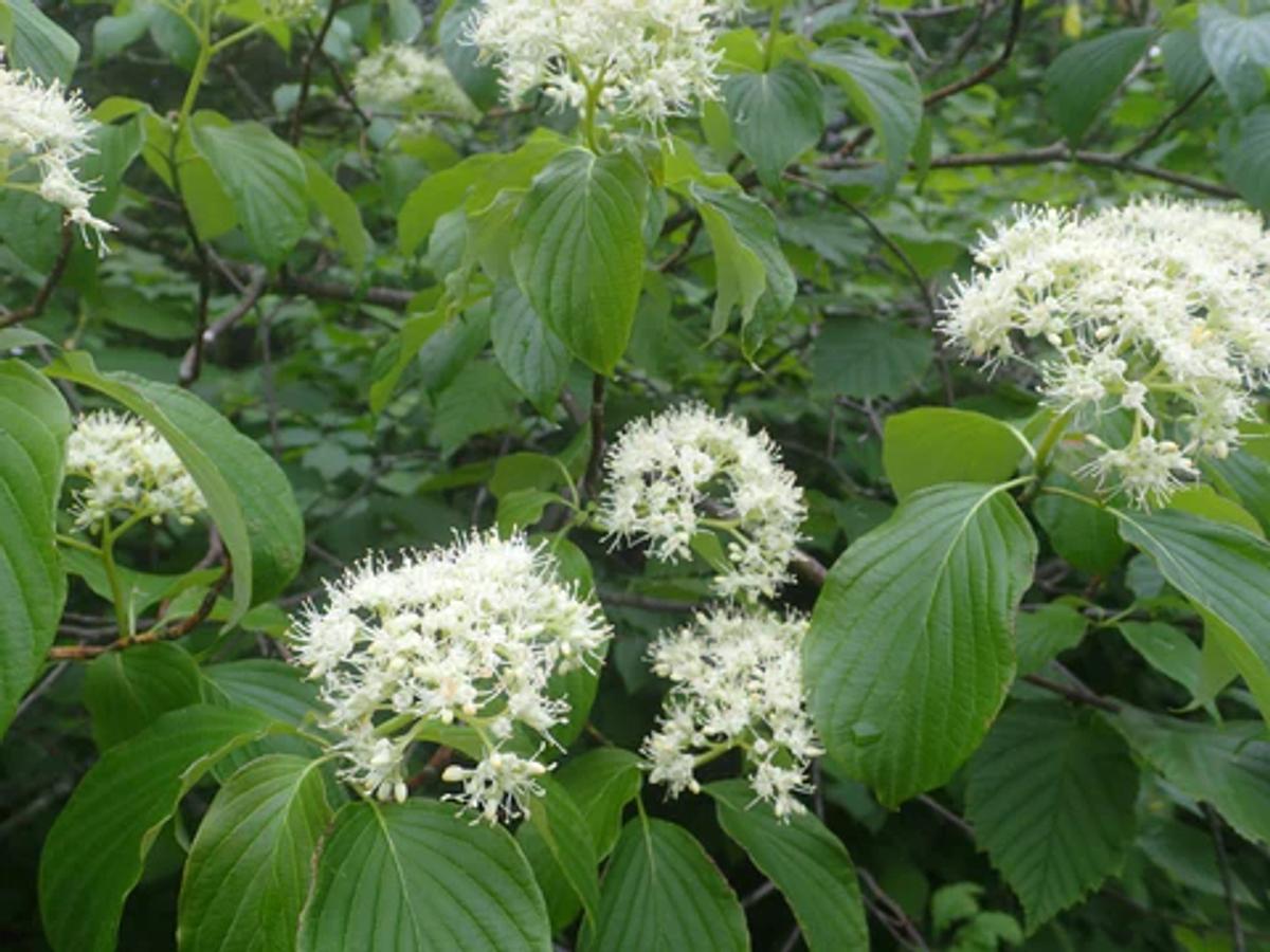 white flowers of alternate-leaved dogwood