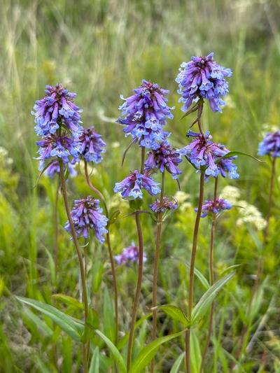 Close-up of Small-Flower Beardtongue
