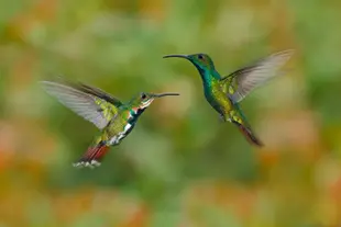 Two hummingbirds flying together in the open air.