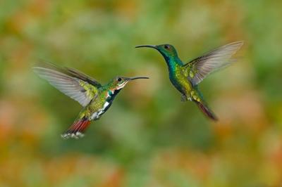 Two hummingbirds flying together in the open air.