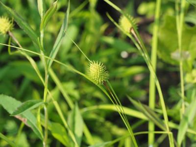 Close-up of Narrow-Leaved Cattail Sedge