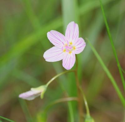 Close-up of Virginia Springbeauty