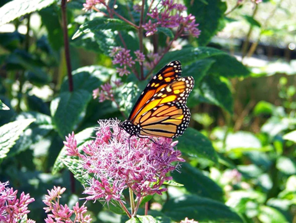 monarch butterfly on pink flowers