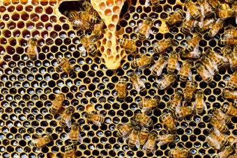 top view of bees putting honey into honeycomb