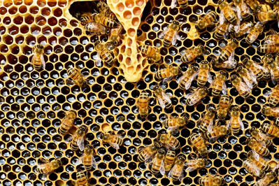 top view of bees putting honey into honeycomb