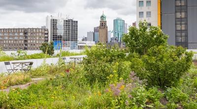 A green roof of an office building