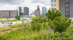 A green roof of an office building