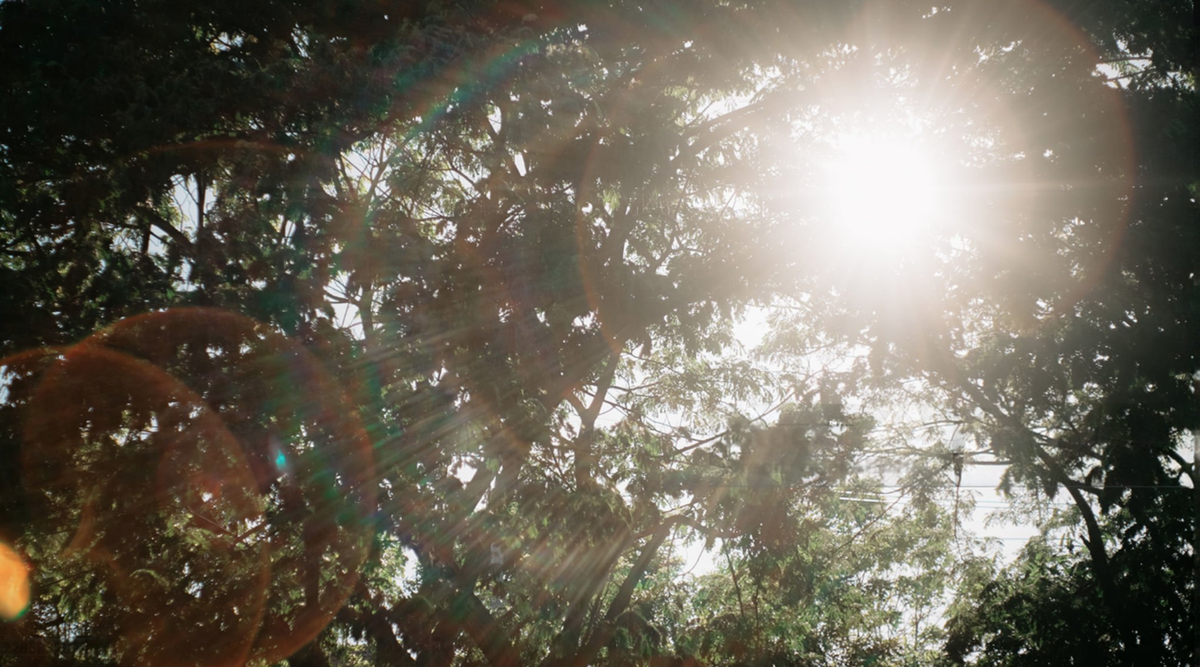 sunlight pushing into shade conditions in a Texas landscape.