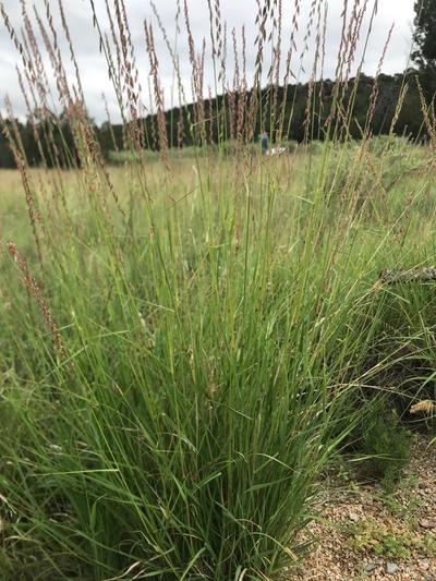 Close-up of Sideoats Grama