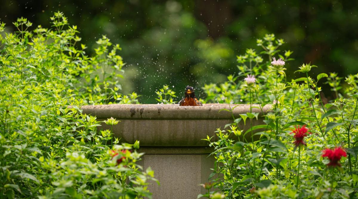 Bird bath in a native garden