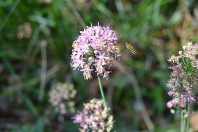 Close-up of Prairie Onion